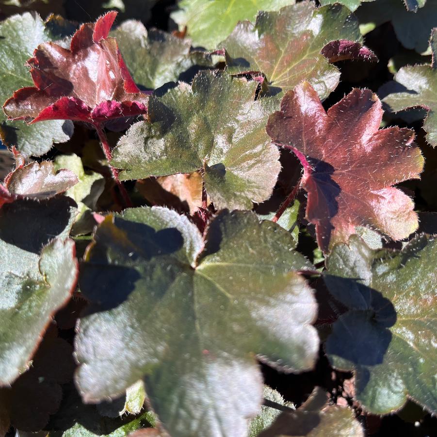 Heuchera 'Palace Purple'