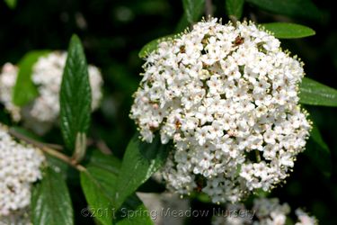 Viburnum pragense 'Decker'