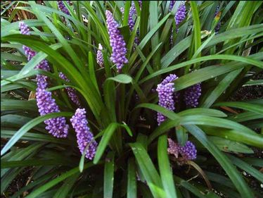 Liriope muscari 'Royal Purple'