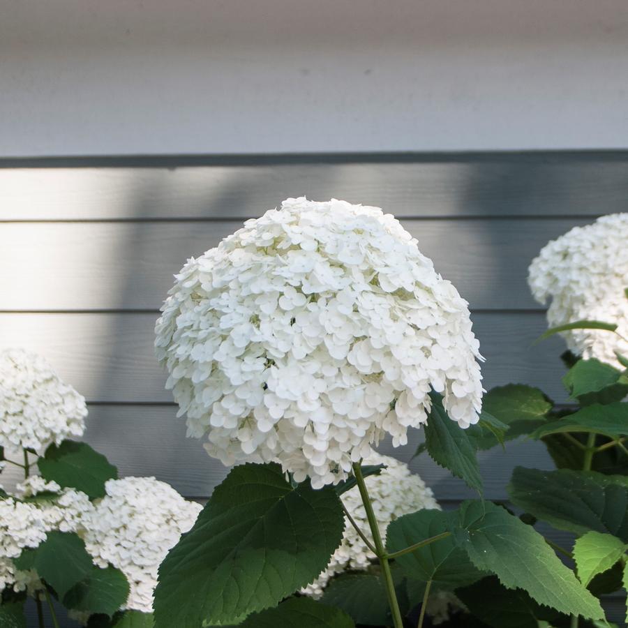 Hydrangea arborescens Incrediball®