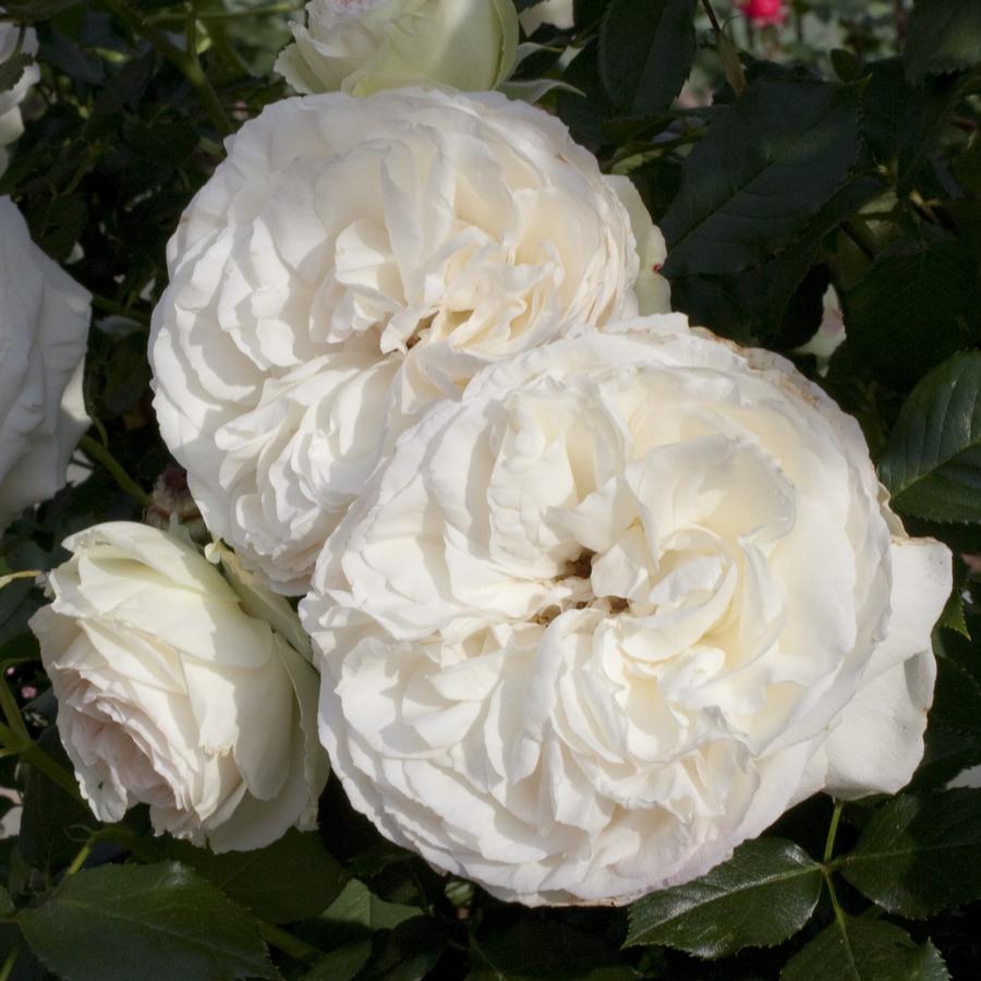 Rose Climber Romantica® White Eden Climber®