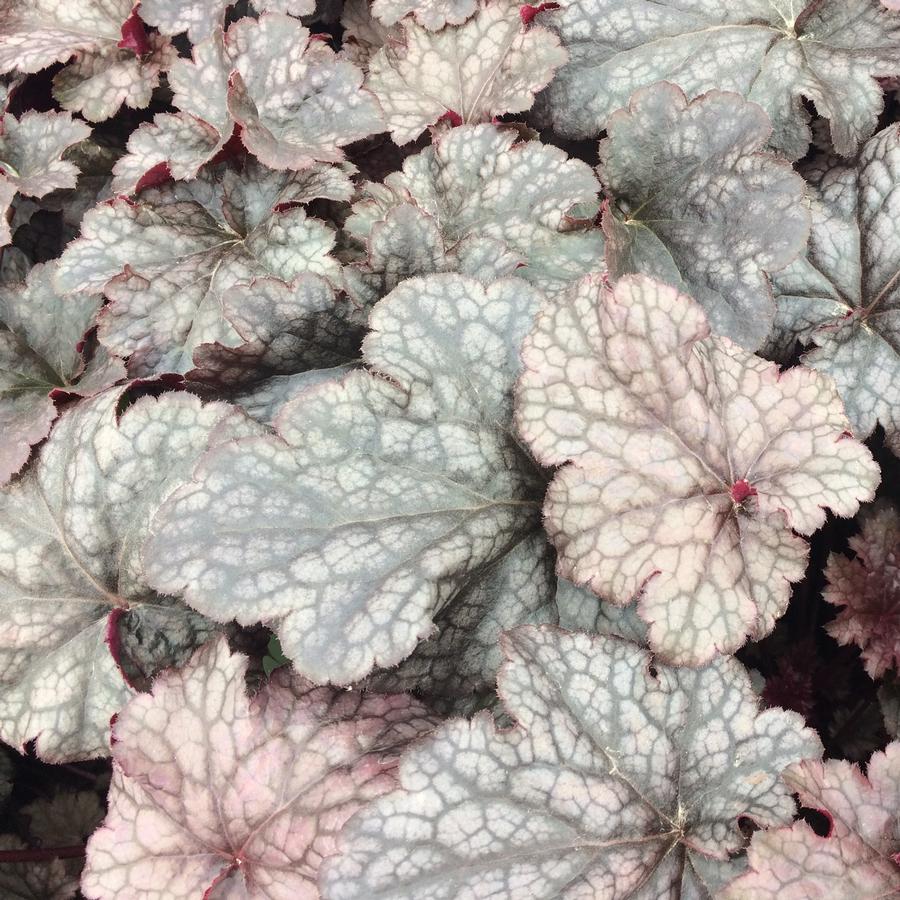 Heuchera 'Plum Pudding'