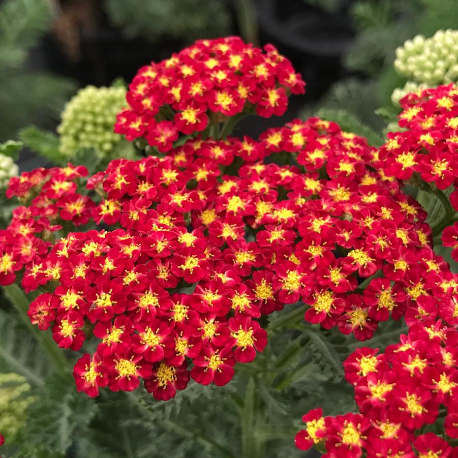 Achillea millefolium 'Strawberry Seduction'