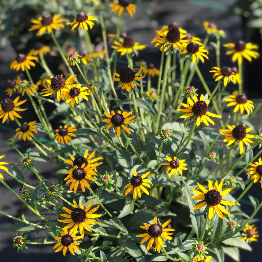 Rudbeckia fulgida 'Little Goldstar'