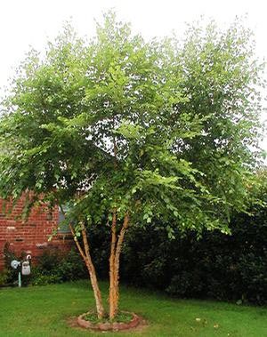Betula nigra Dura-Heat®