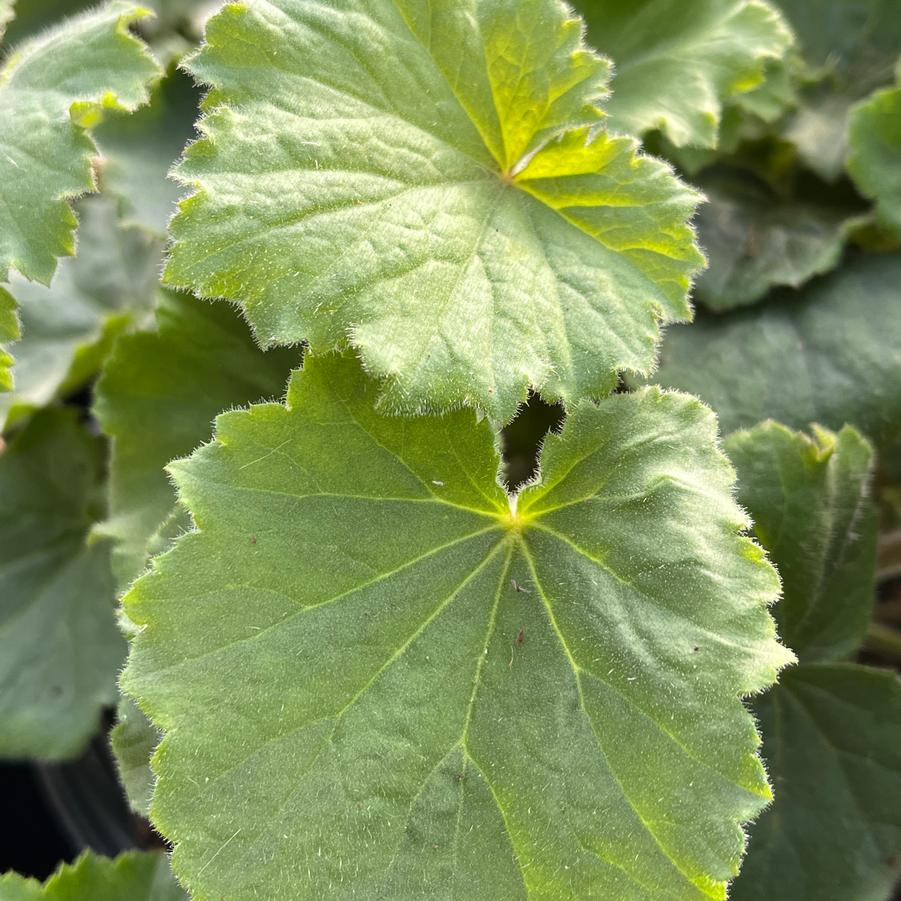 Heuchera villosa 'Autumn Bride'