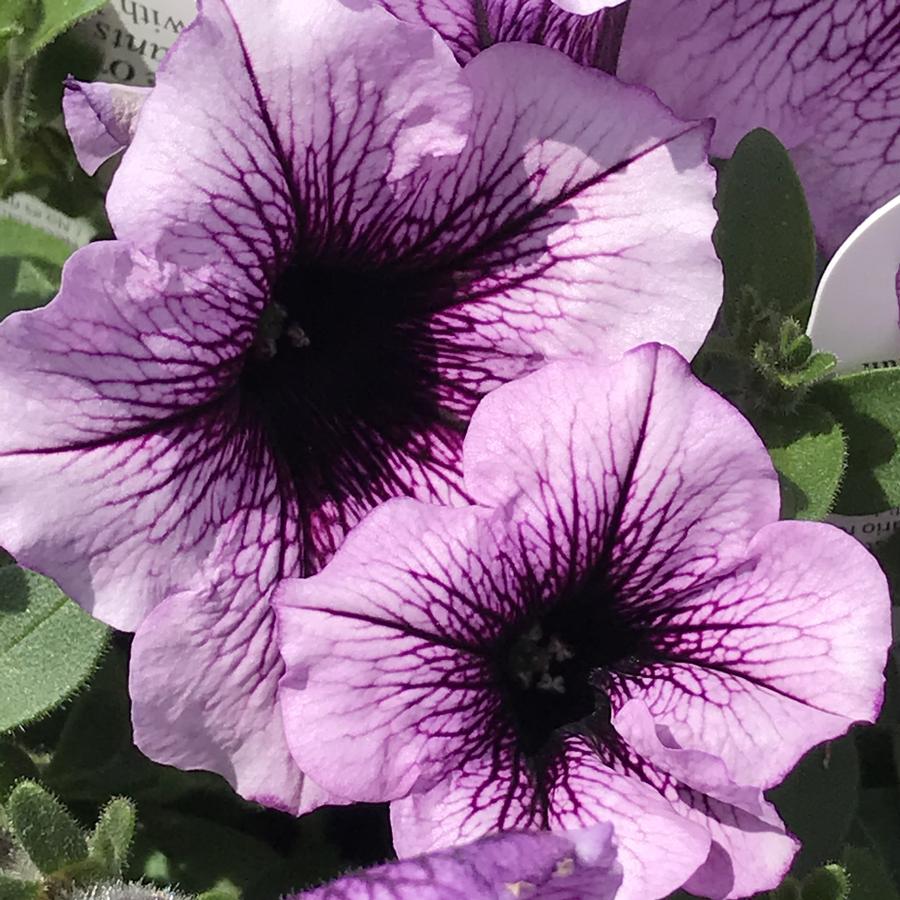 Petunia Supertunia® Bordeaux