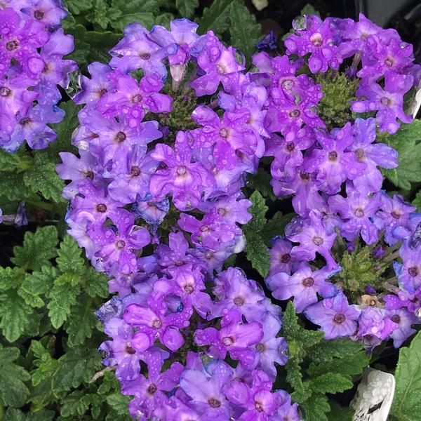 Verbena Superbena&reg; Royale Chambray