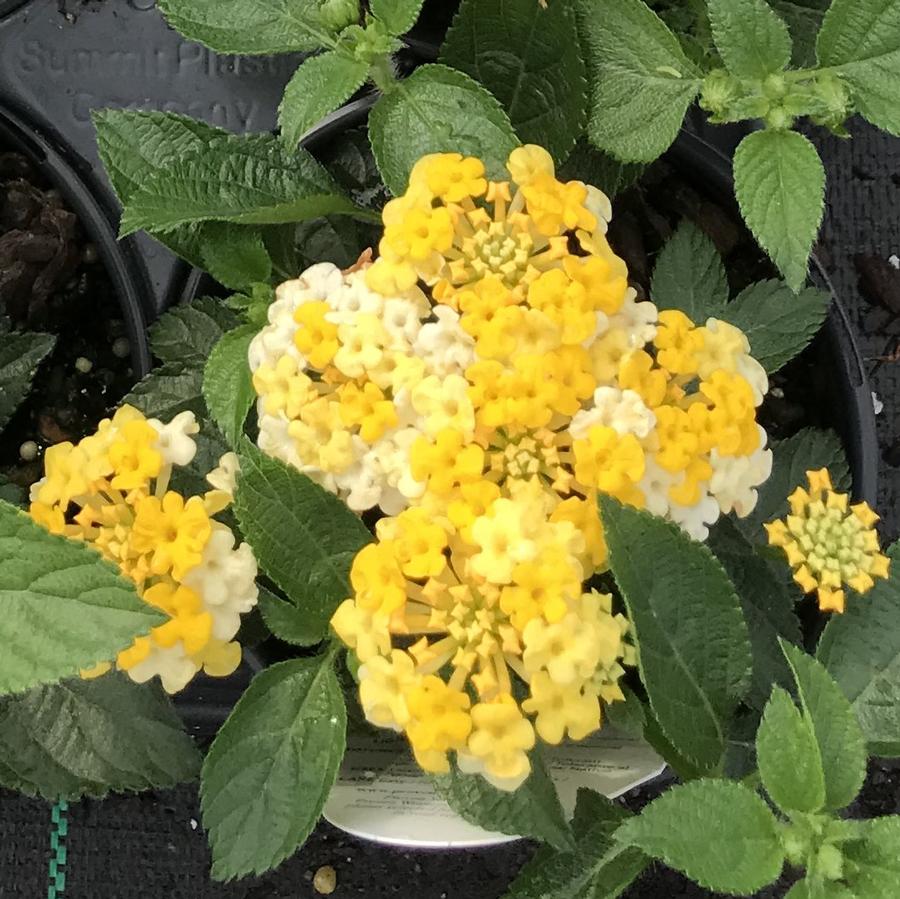 Lantana Bandana Lemon Zest Lantana From Saunders Brothers Inc
