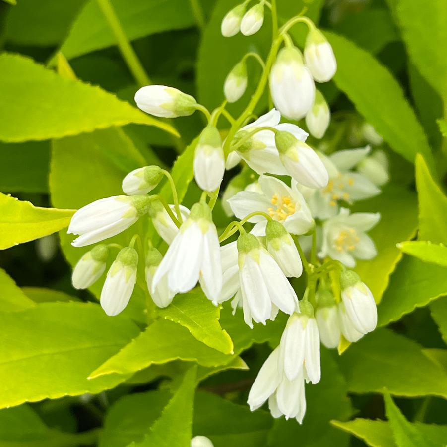 Deutzia gracilis Chardonnay Pearls®