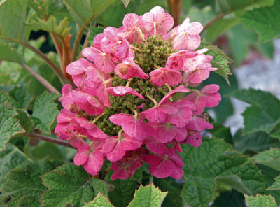 Hydrangea quercifolia 'Ruby Slippers'