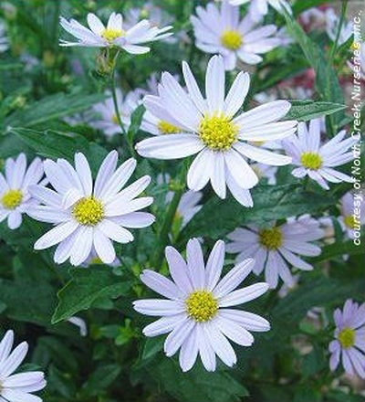 Kalimeris incisa 'Blue Star'
