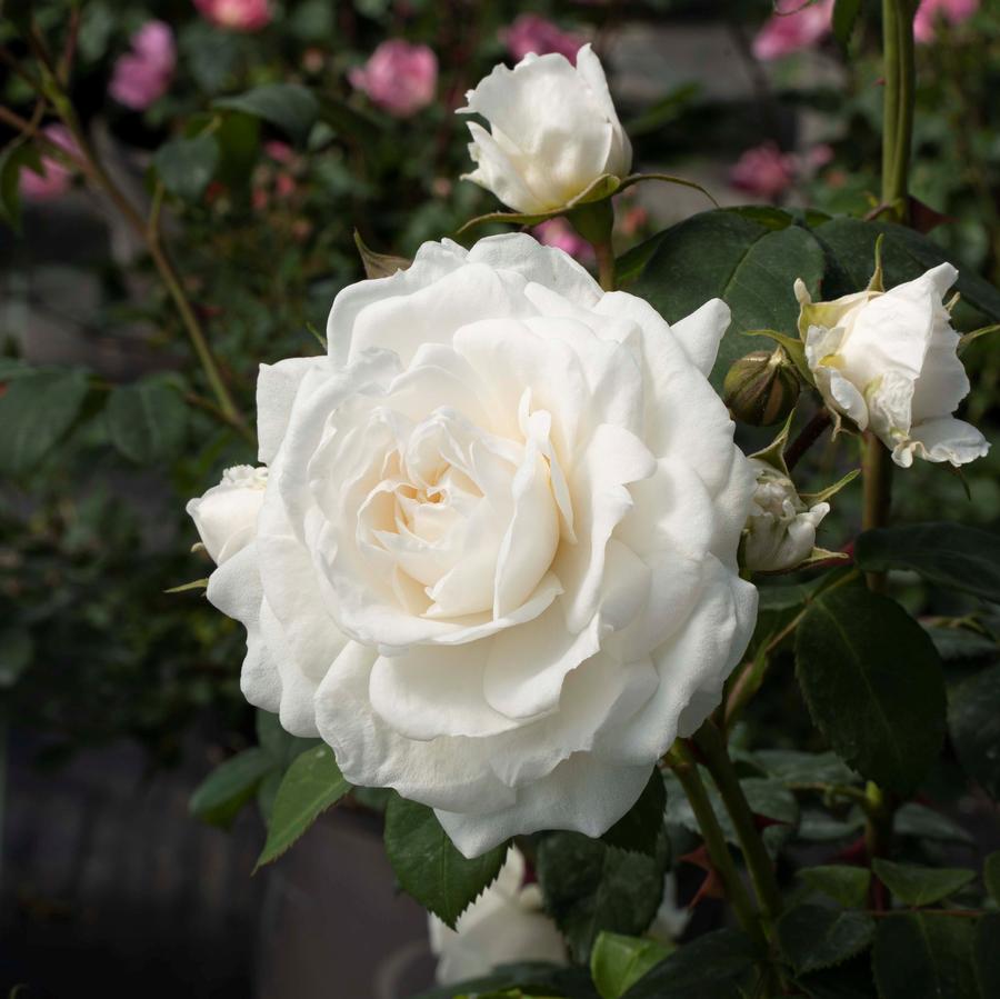 Rose Climber 'Radclean' Cloud 10™