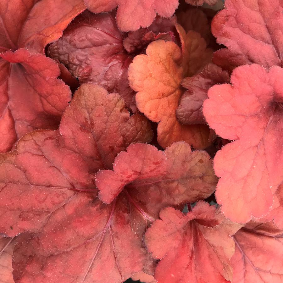 Heuchera 'Fire Alarm'