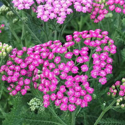Achillea millefolium 'Pink Grapefruit'