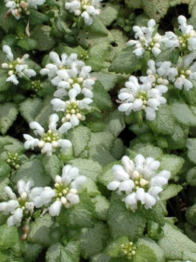 Lamium maculatum 'White Nancy'