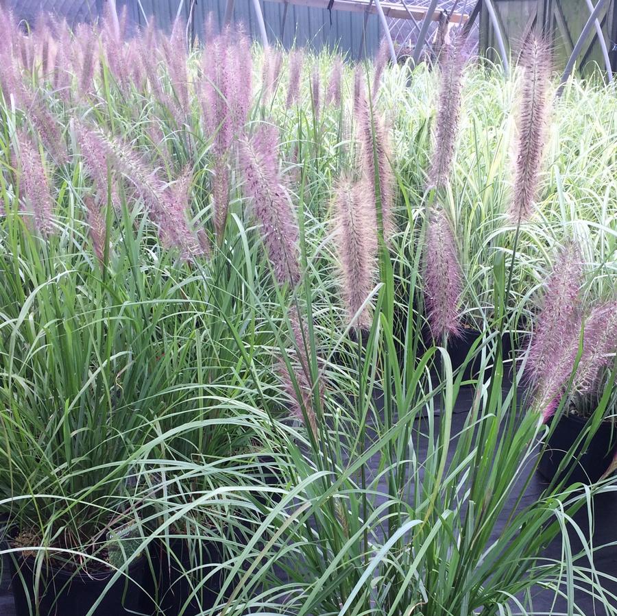 Pennisetum alopecuroides 'Red Fountain Grass from Saunders Brothers Inc