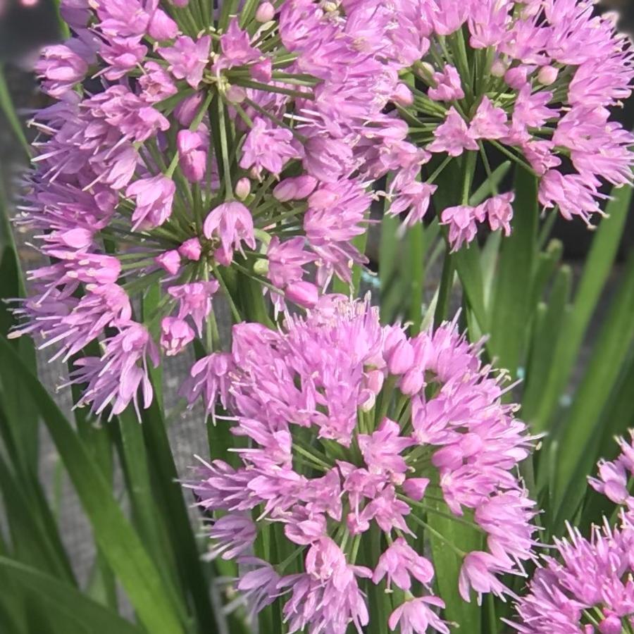 Allium 'Millenium'