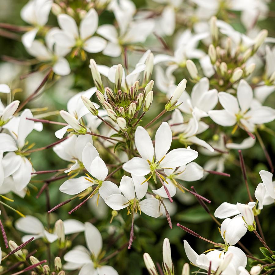 Cleome Senorita Blanca™