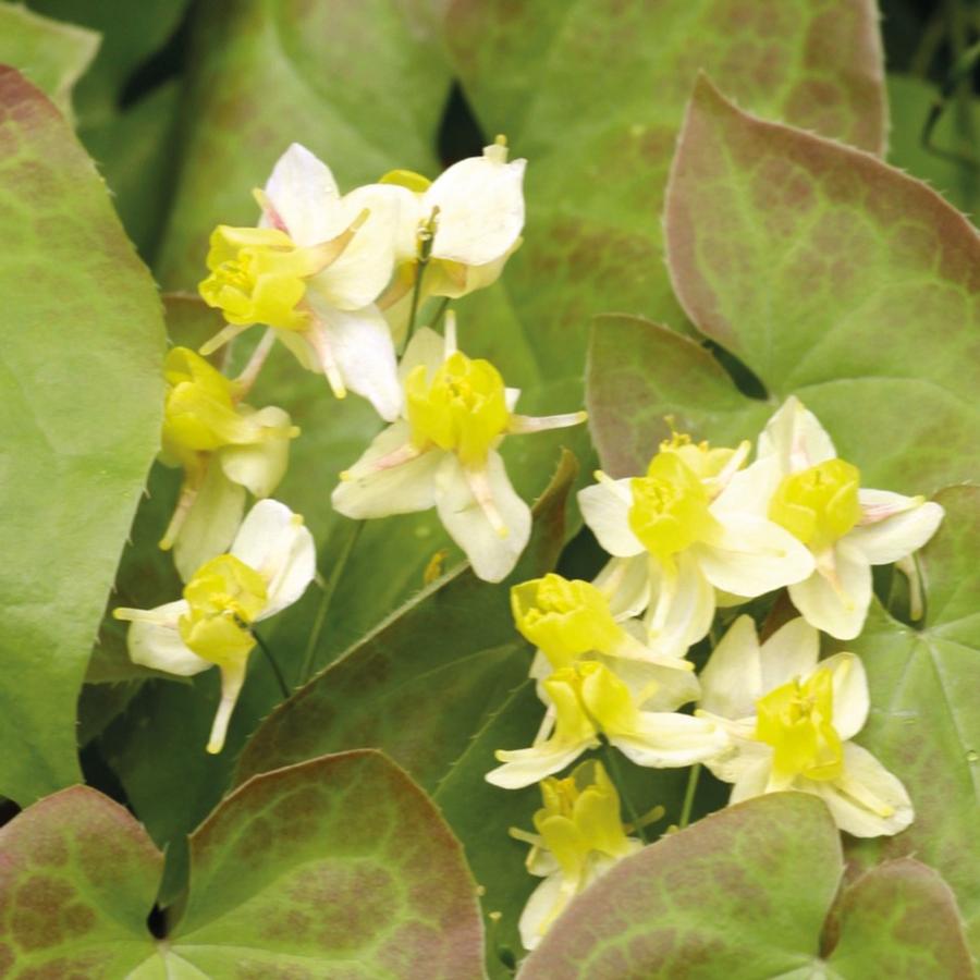 Epimedium x versicolor 'Sulphureum'
