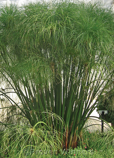 Cyperus papyrus Graceful Grasses® 'King Tut®'