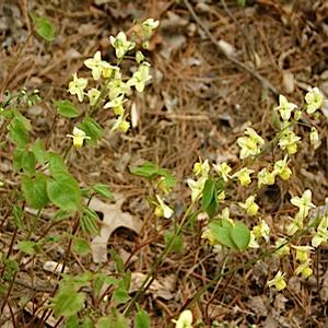 Epimedium x perralchicum 'Frohnleiten'
