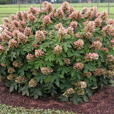 Hydrangea quercifolia 'Munchkin'