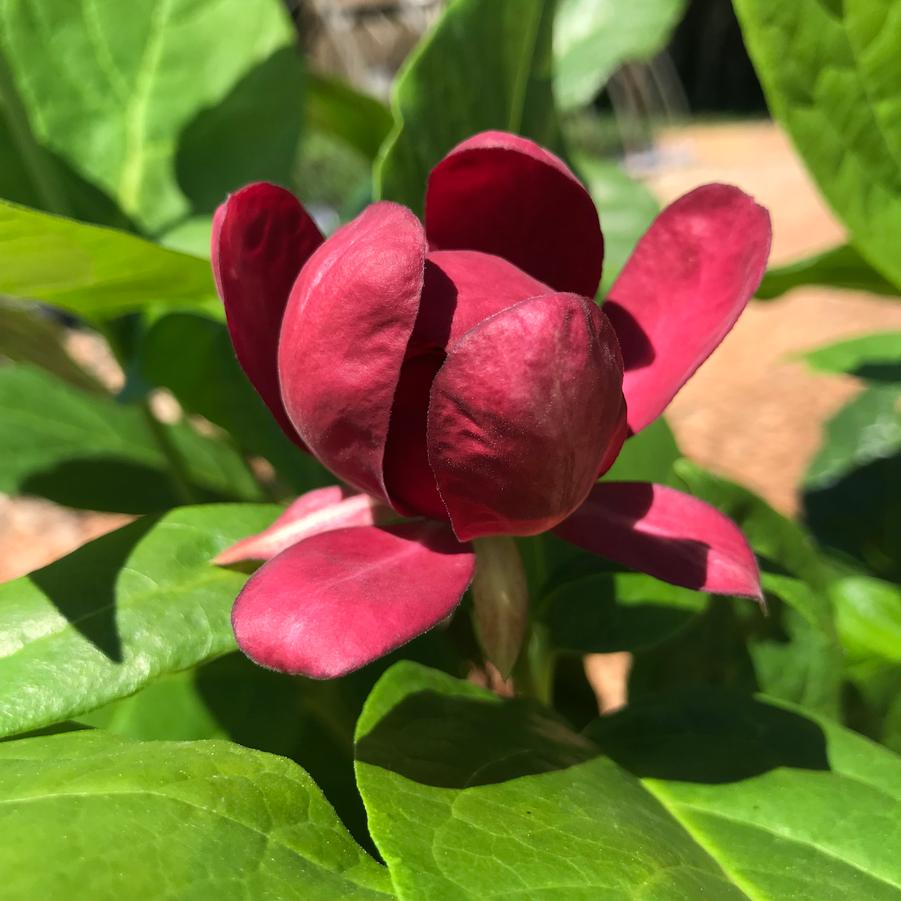 Calycanthus x 'Aphrodite'