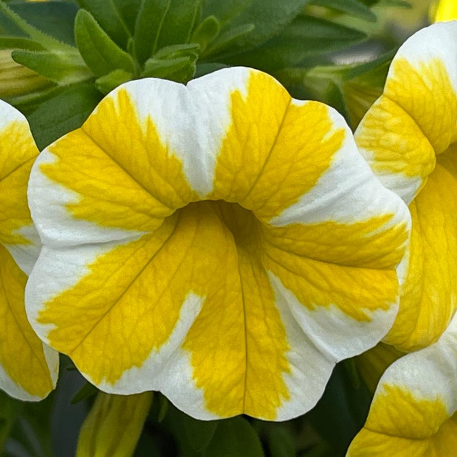 Calibrachoa Superbells® Lemon Slice