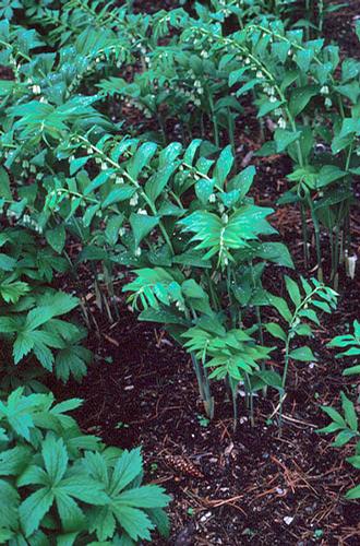 Polygonatum commutatum 