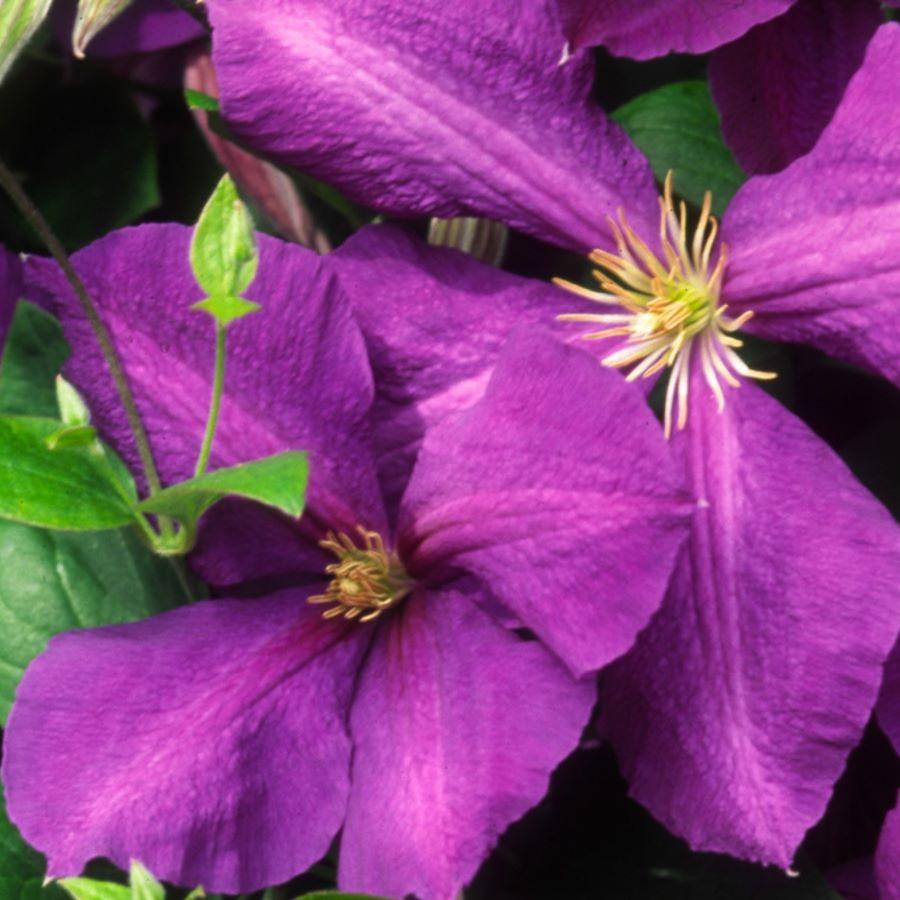 Clematis 'Jackmanii' 