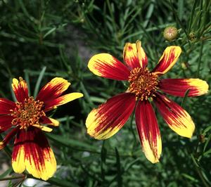 Coreopsis verticillata 'Bengal Tiger'