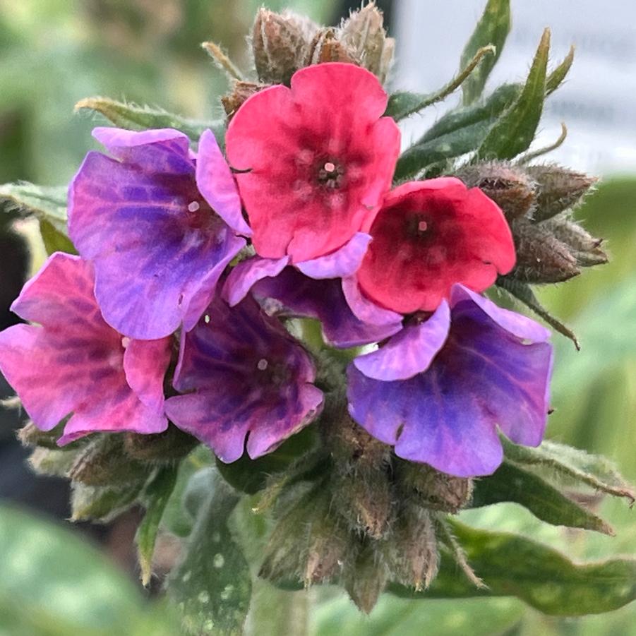 Pulmonaria 'Raspberry Splash'