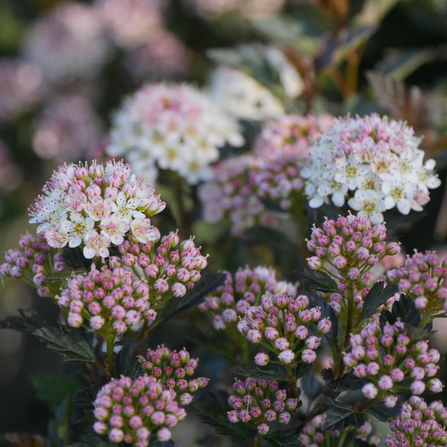 Physocarpus opulifolius Tiny Wine®