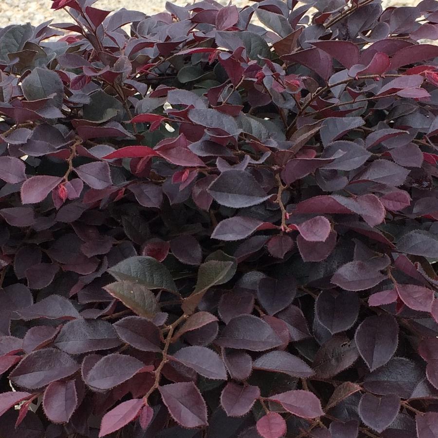 Loropetalum chinense var. rubrum Crimson Fire™