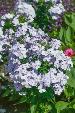 Phlox paniculata Flame® Blue Garden Phlox from Brothers Inc