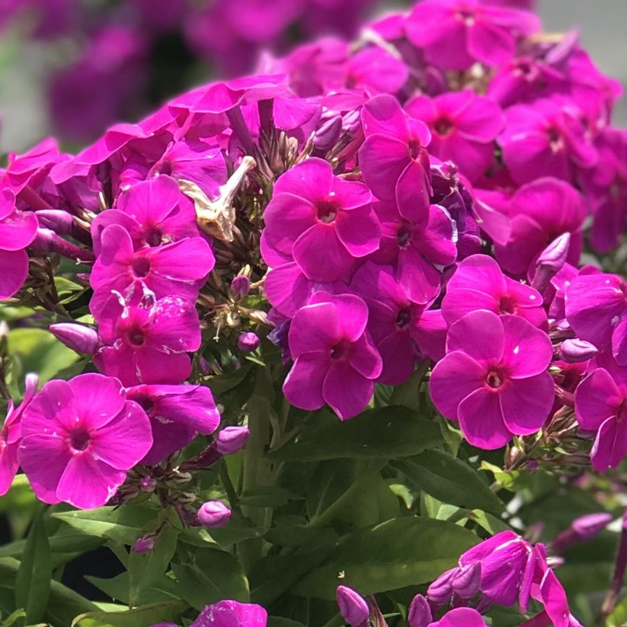 Phlox paniculata Flame® Purple