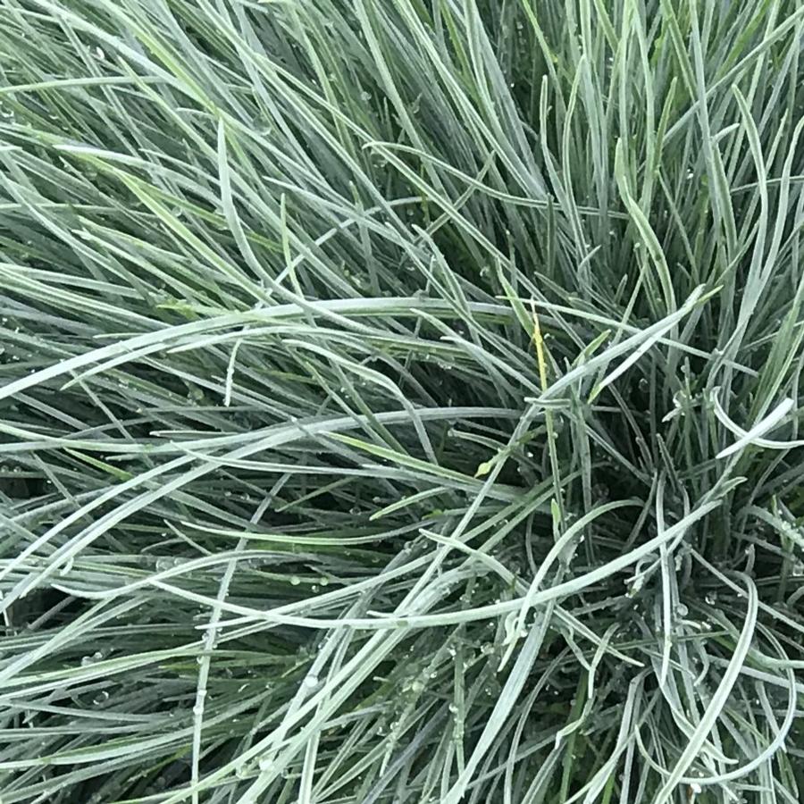 Festuca glauca Beyond Blue™