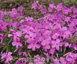 Phlox stolonifera 'Home Fires'