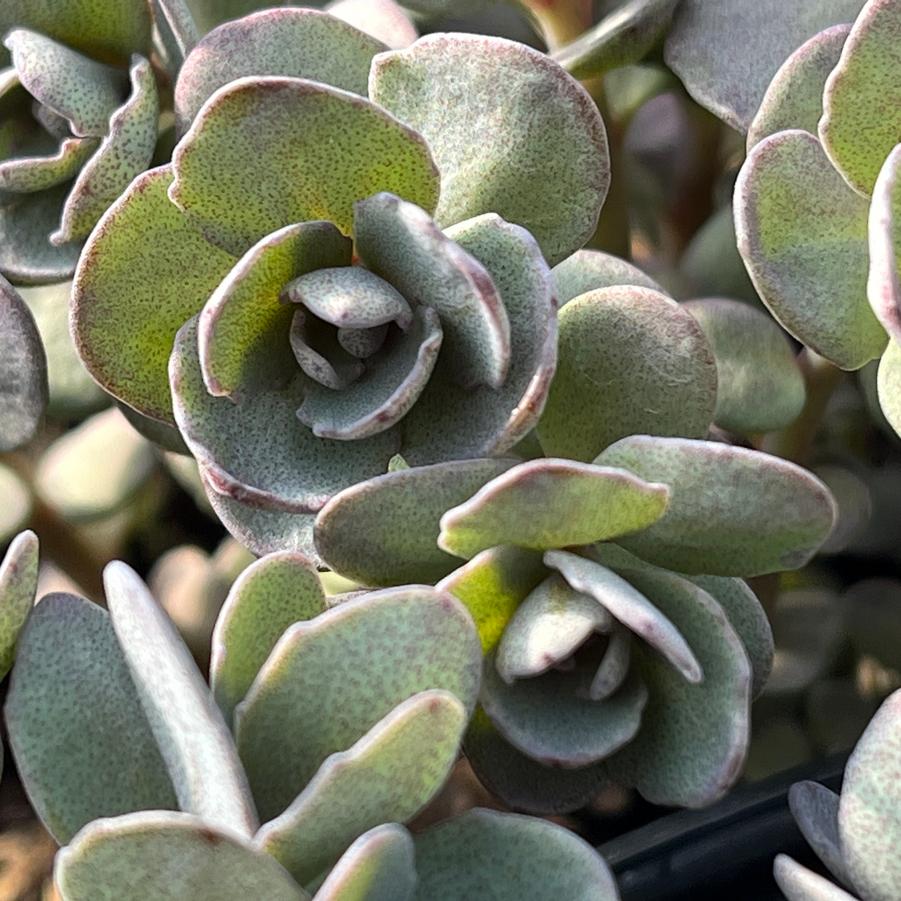 Sedum SunSparkler® 'Dazzleberry'