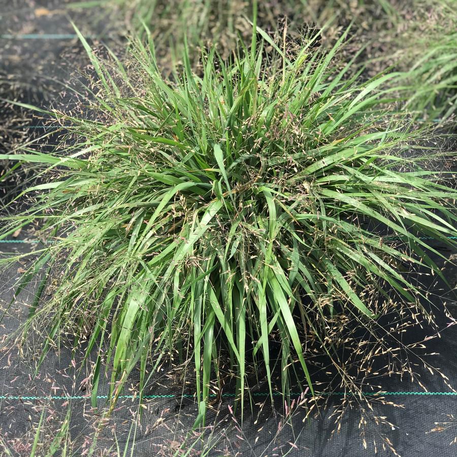 Eragrostis spectabilis 