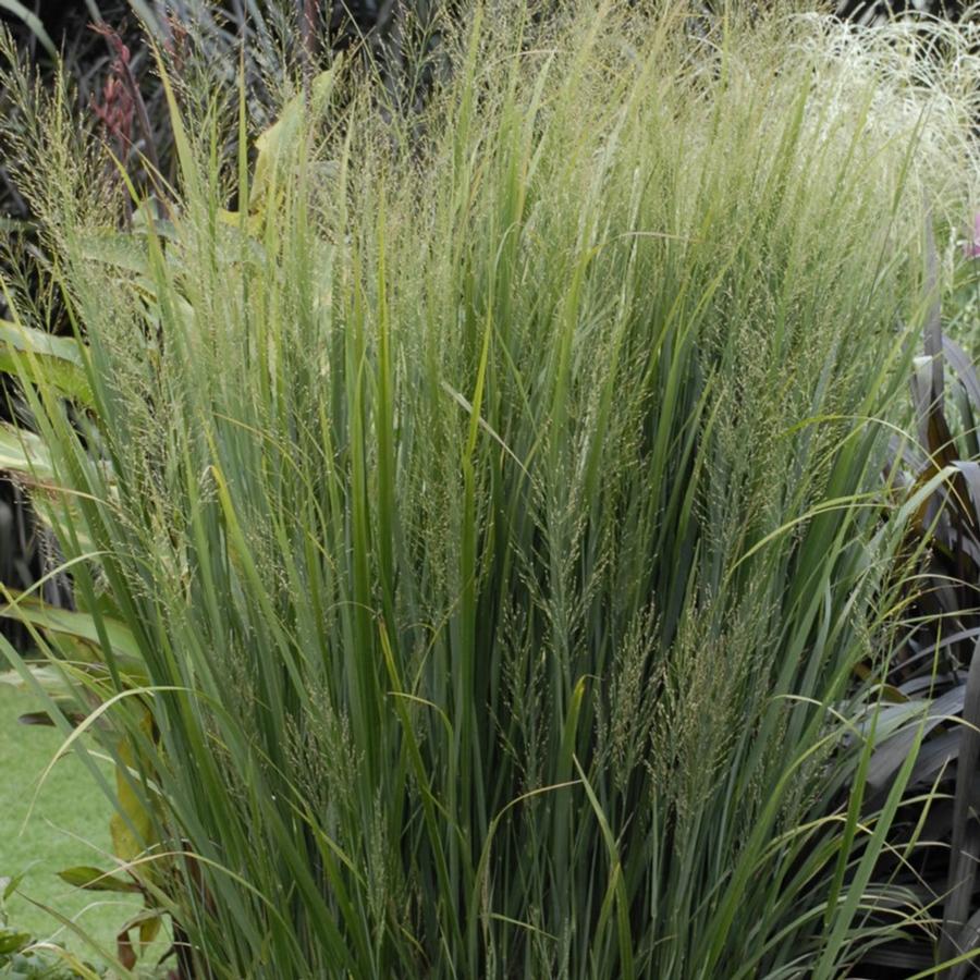 Panicum virgatum 'Northwind'