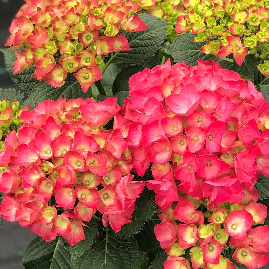 Hydrangea macrophylla Cityline® Paris