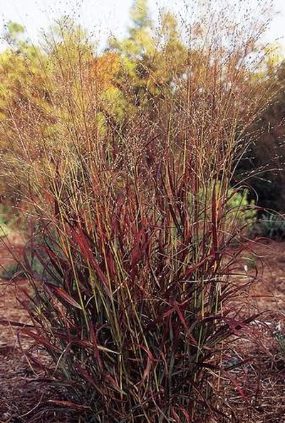 Panicum virgatum 'Shenandoah'