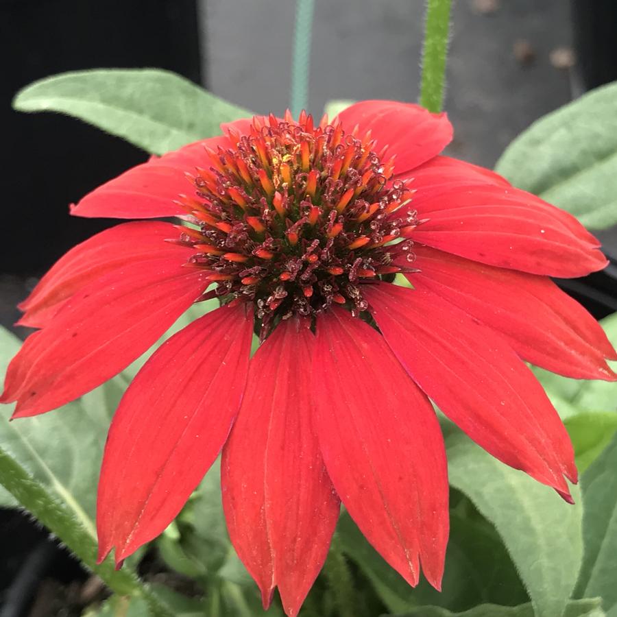 Echinacea Sombrero® Salsa Red