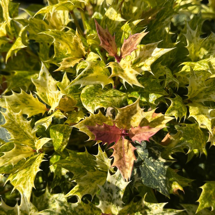 Osmanthus heterophyllus 'Goshiki'