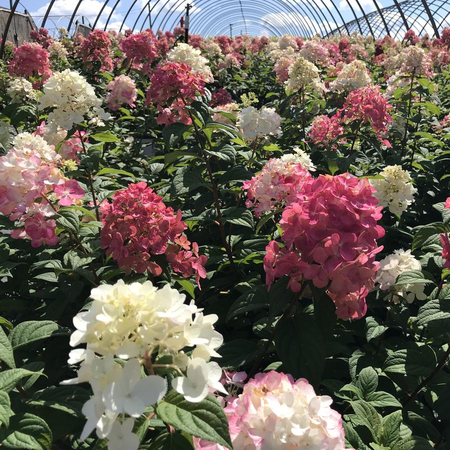 Hydrangea paniculata Fire Light®