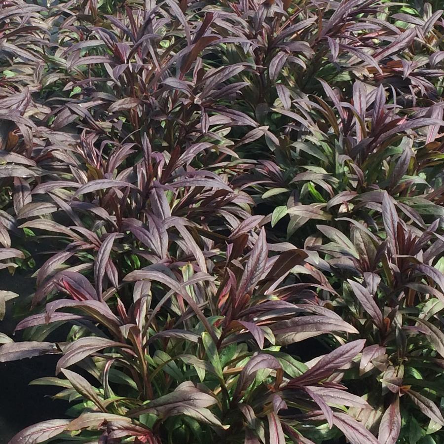 Penstemon 'Dark Towers'