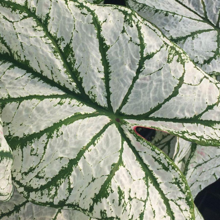 Caladium 'White Christmas'