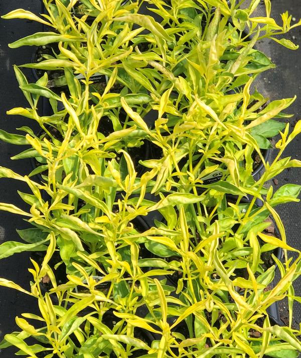 Alternanthera True Yellow